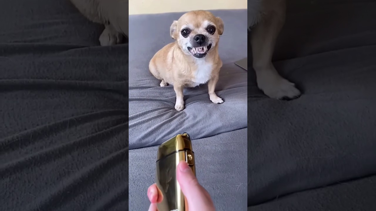 Dog sound#cutfrom#puppy#barking#nikhilmajak#puppysound#shortsfeed#youtube