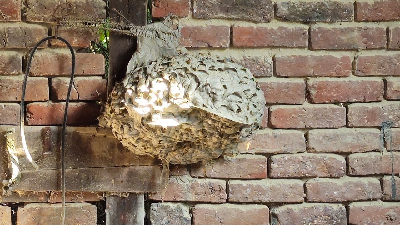 énorme nid de guêpes dans un mur !!!
