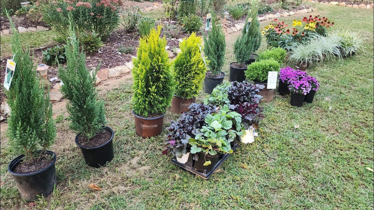 Wow! 35 clearance plants from Lowes in one day! I really lucked up! Healthy conifers and perennials.
