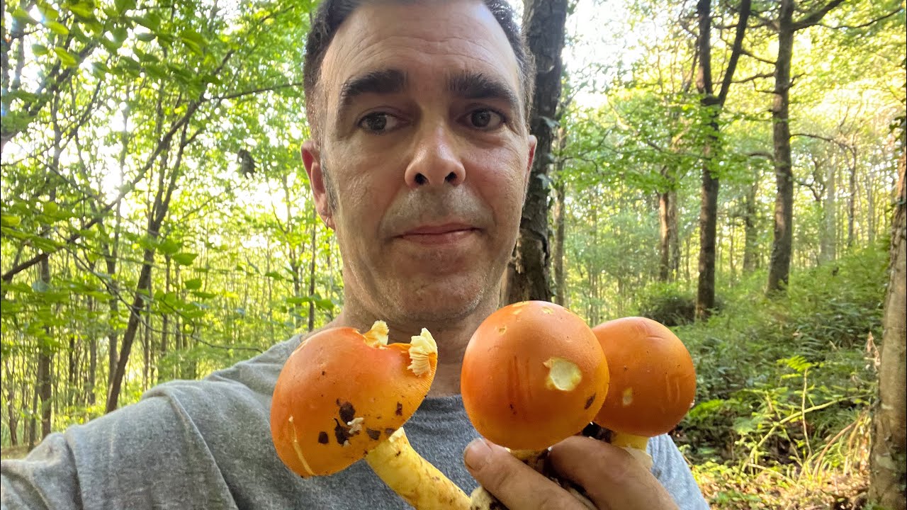 AMANITA CESÁREA Y BOLETUS RETICULATUS, decepción y alegria el mismo día. 8 Septiembre 2023