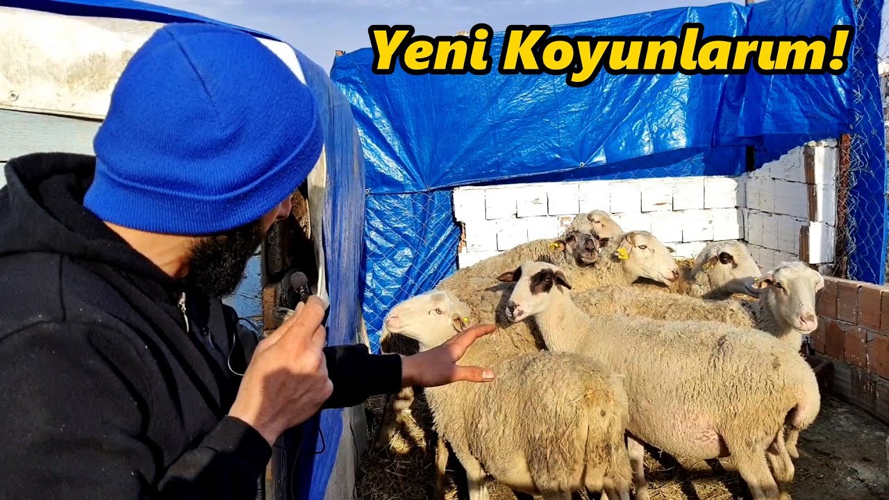 Koyun Aldık!-Hepsi Gebe!-Keçilerin Yeni Arkadaşları!#Koyun#Keçi#Kuzu#Hindi