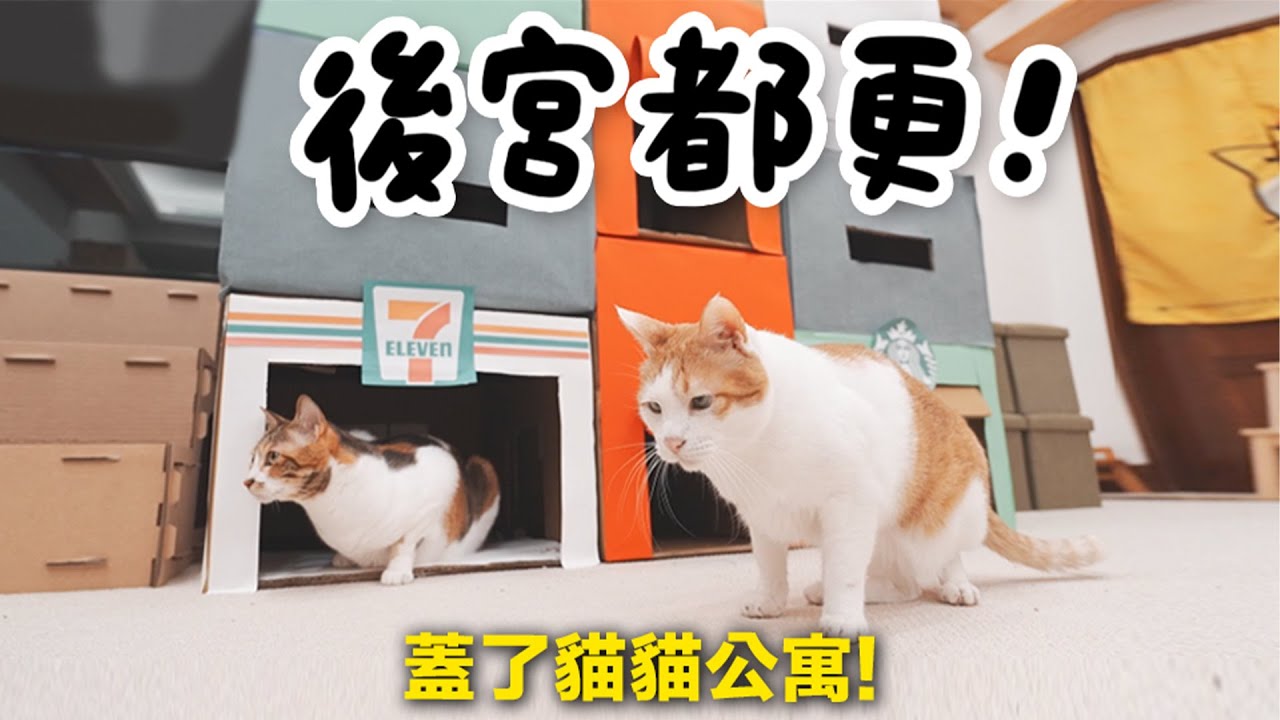 【黃阿瑪的後宮生活】後宮都更！蓋了貓貓公寓！
