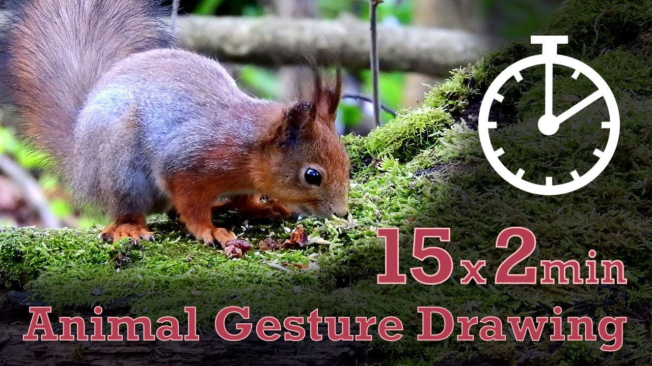 Animal Drawing References #23 - 15x2min poses - Red Squirrel
