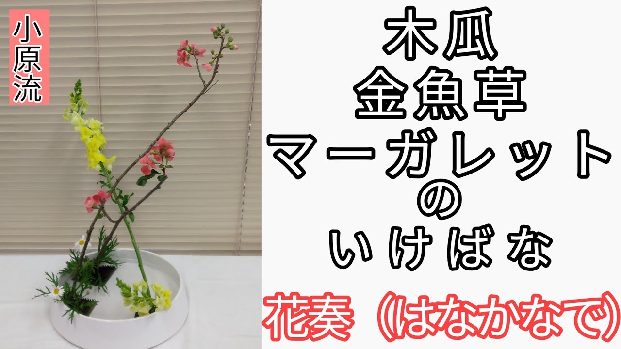 いけばな小原流　花奏　盛花　木瓜　金魚草　スナップ　マーガレット　始めよういけばな　レッスン！