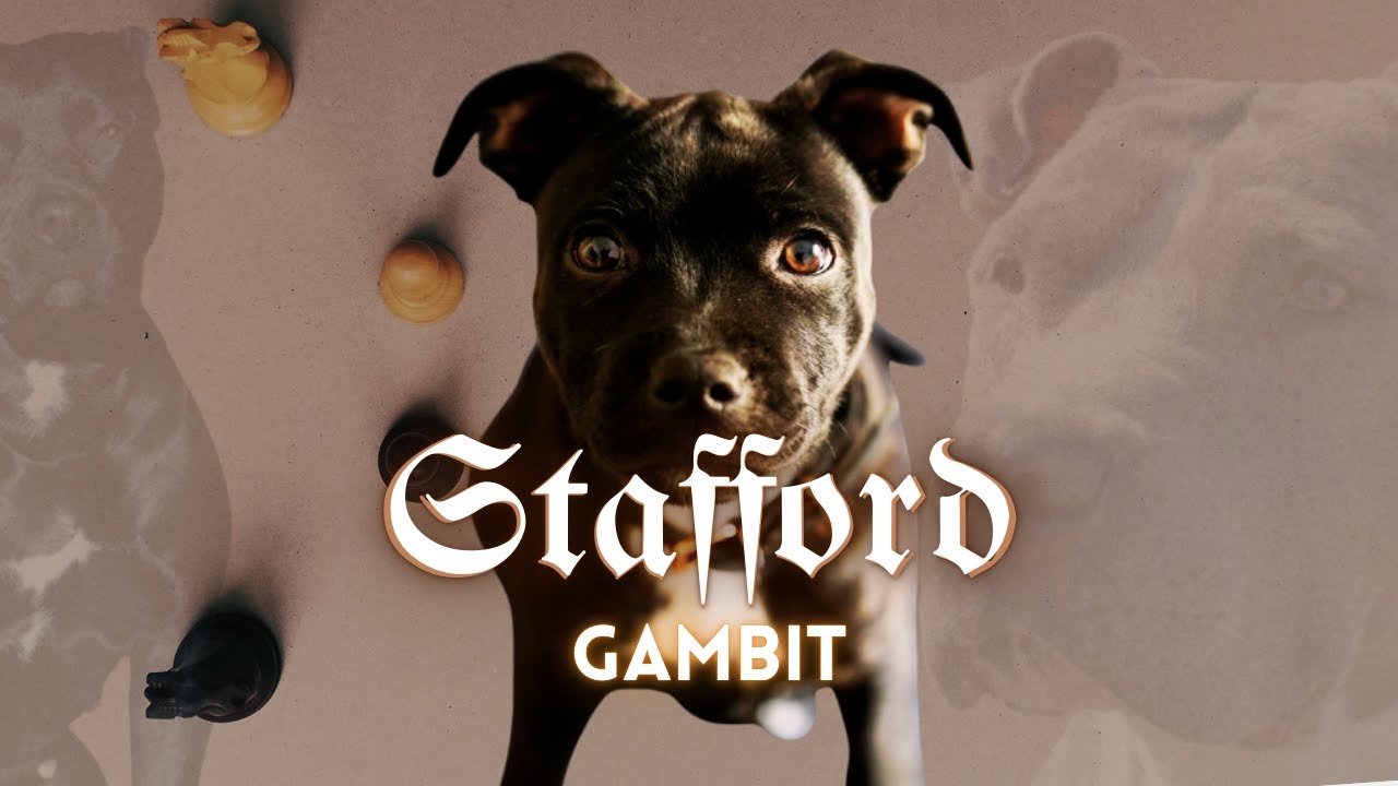 Гамбит Стаффорда