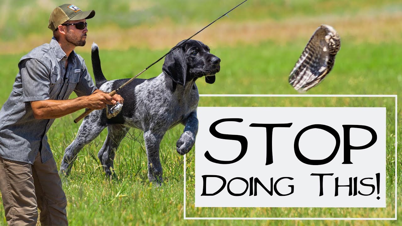 Worst Puppy Pointing Drill Ever