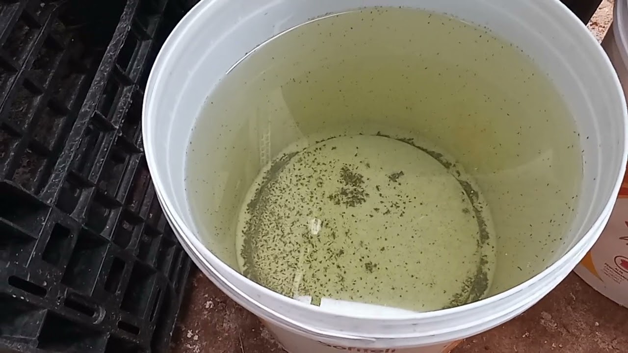 Criando Alevinos peixes, guppys, com auto taxa de crescimento e baixa mortalidade.