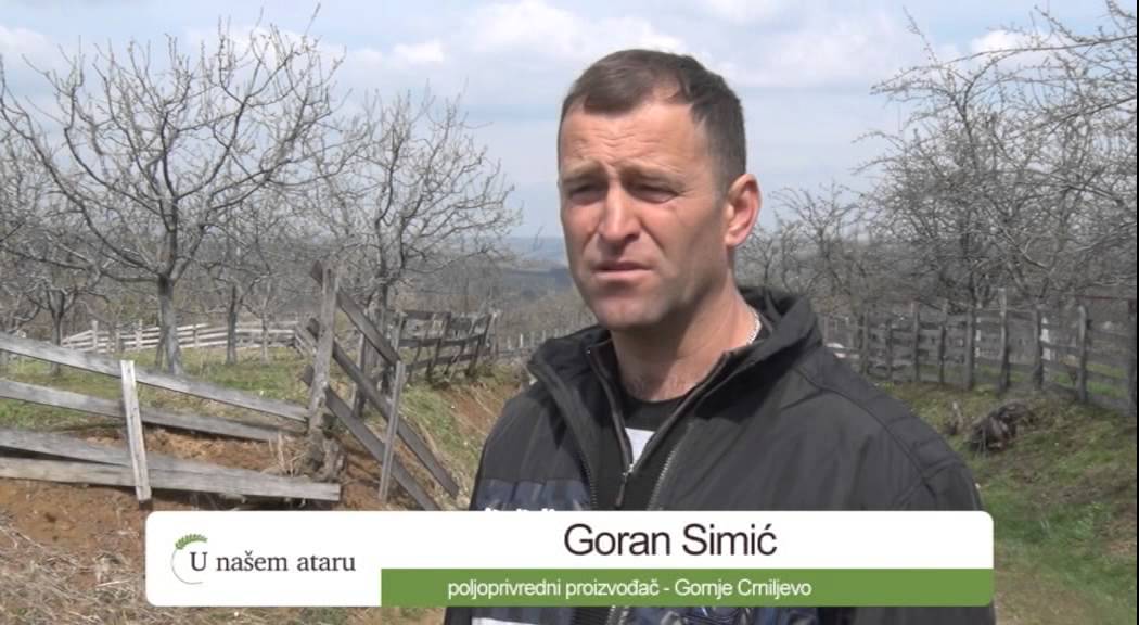 Proizvodnja i plasman suvih sljiva u Osecini   U nasem ataru 583