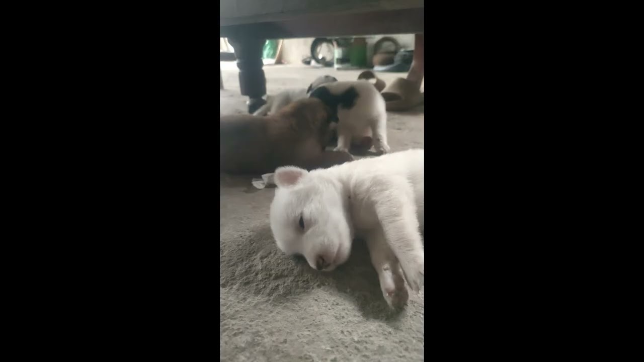 You Won’t Stop Smiling Watching These Puppies
