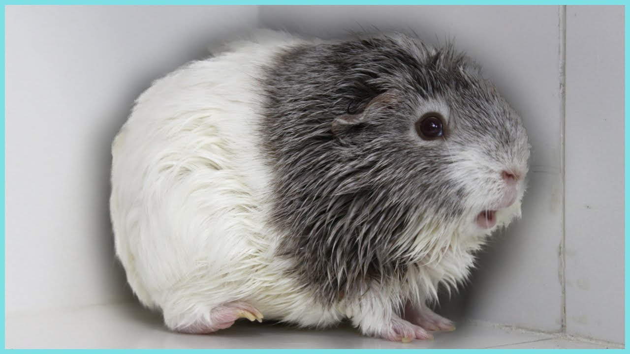 Best guinea pig noises of 2020
