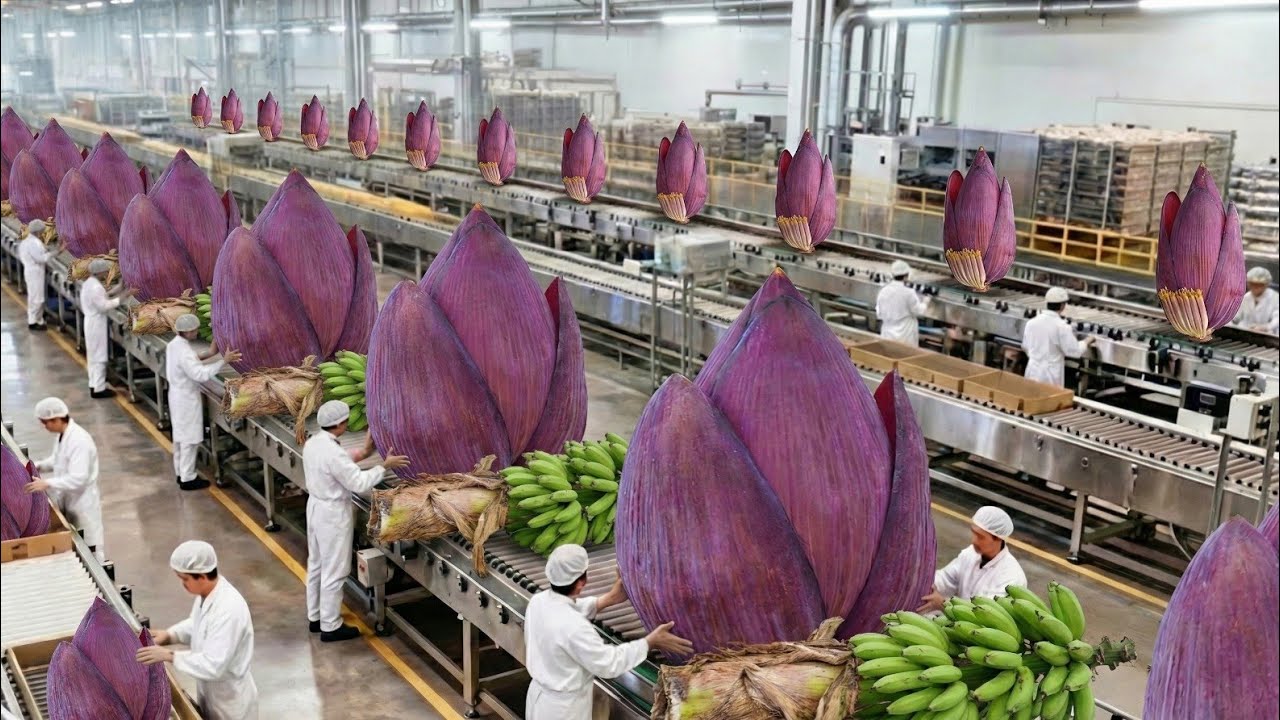 How It's Made: Giant Purple Banana Blossoms To Gold Cans | Full Old School Factory Process 