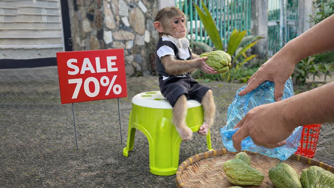 Unbelievable! Monkey Kyo Brings Fruit Outside and Surprises the Baby 🍈🐒