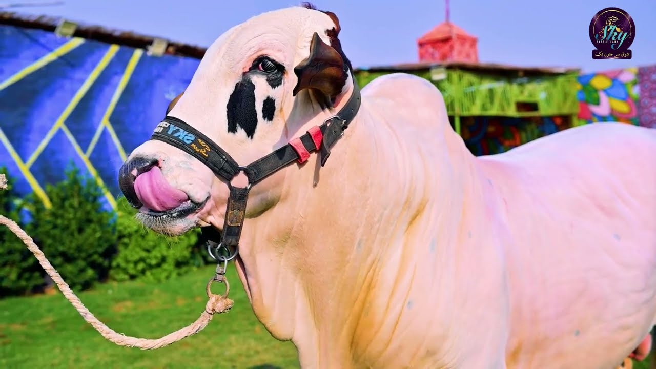 Introducing Sky Cattle Farm’s New Breeds (2027–2028) #skycattlefarm
