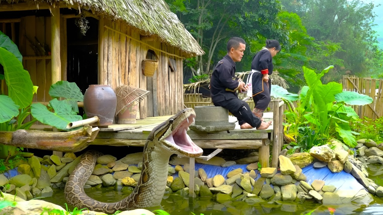 Giant python unexpectedly attacks dwarf family from underwater - Gardening, primitive life