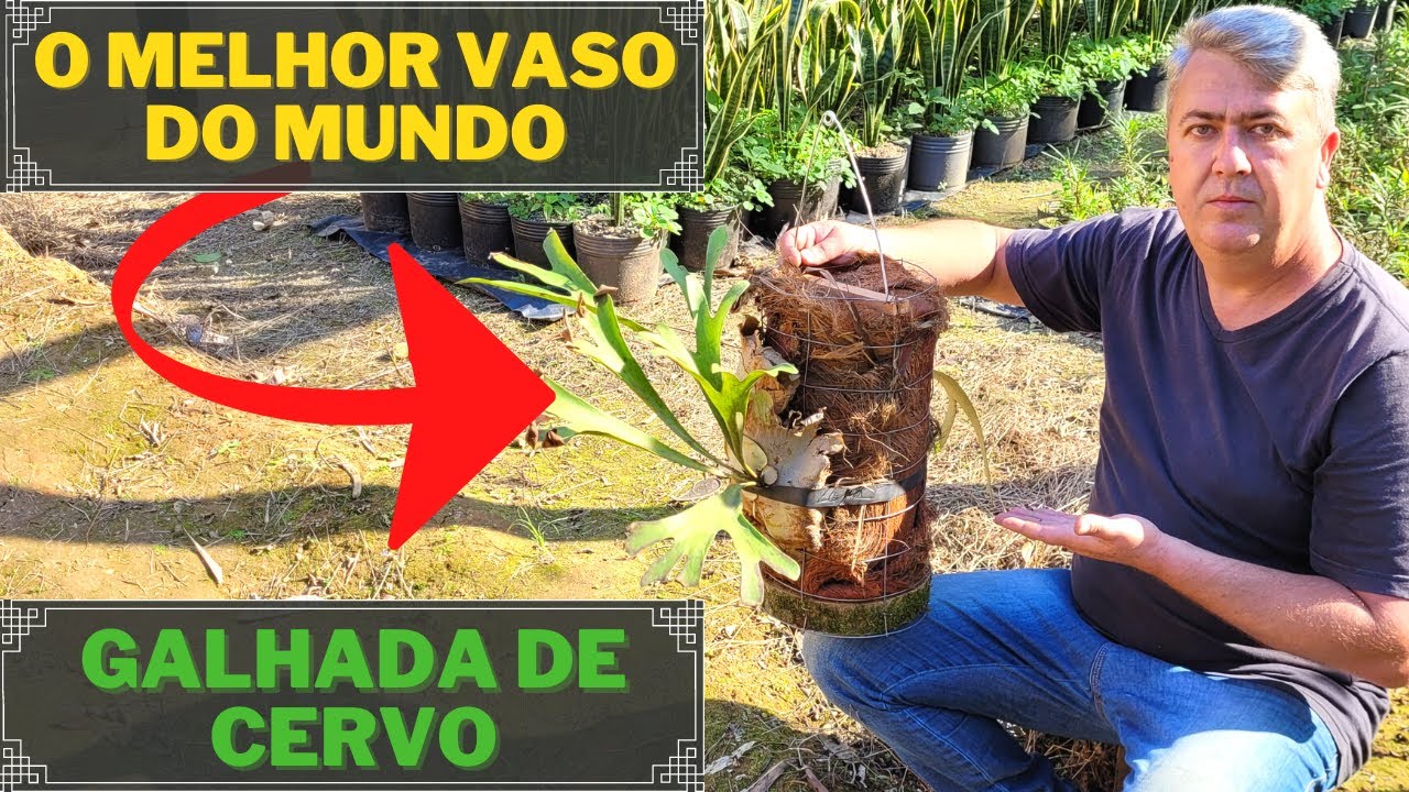 MELHOR VASO DO MUNDO | CHIFRE DE VEADO
