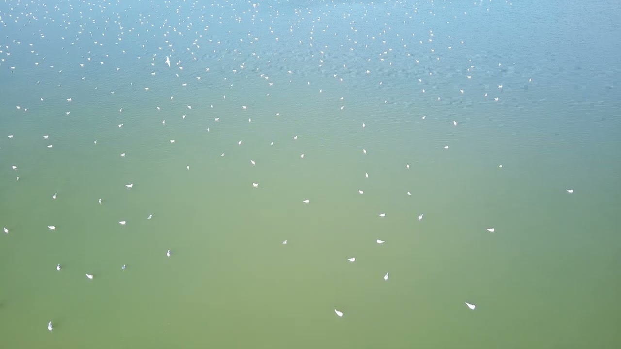 In cielo con i fenicotteri rosa sulla Salina dei Monaci.