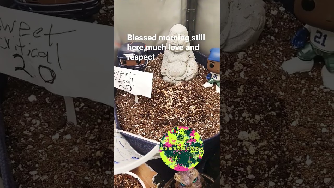 Bubba's grow#bathroom grow#420#good life#strawberry OG#dos si dos#my indoor grow