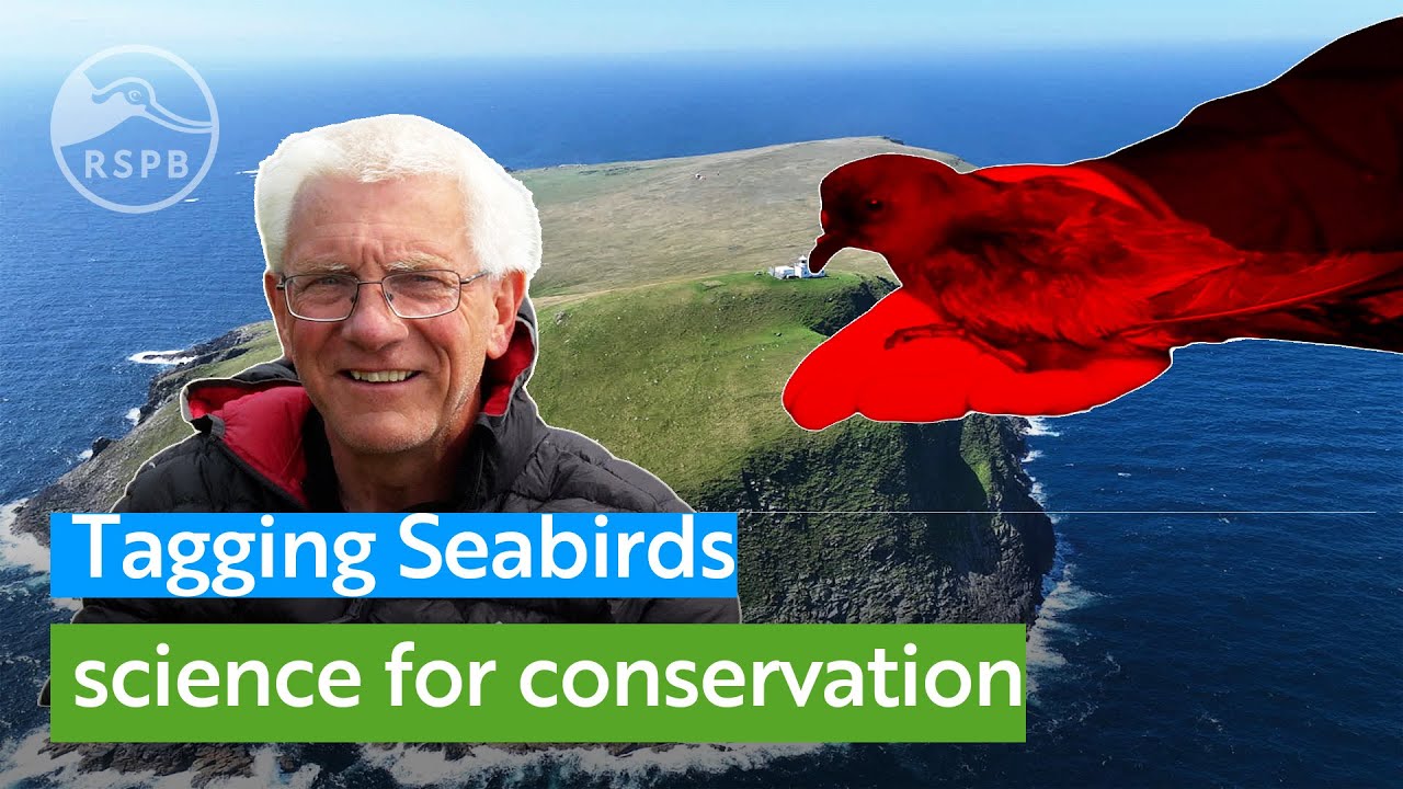 Travel to a remote Scottish island to see how tagging seabirds can help protect them
