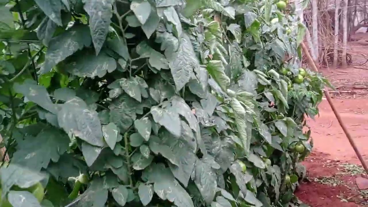 tomate tronus f1