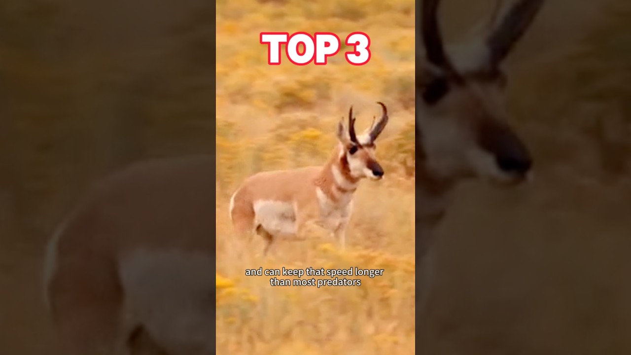 Top 3 Fastest Land Animals on Earth 🐆