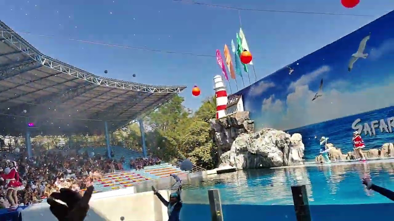 Dolphin show