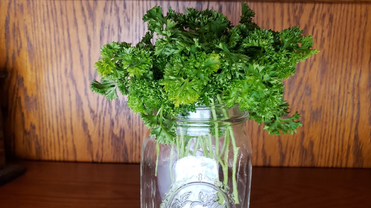 PARSLEY MEDICINAL USES
