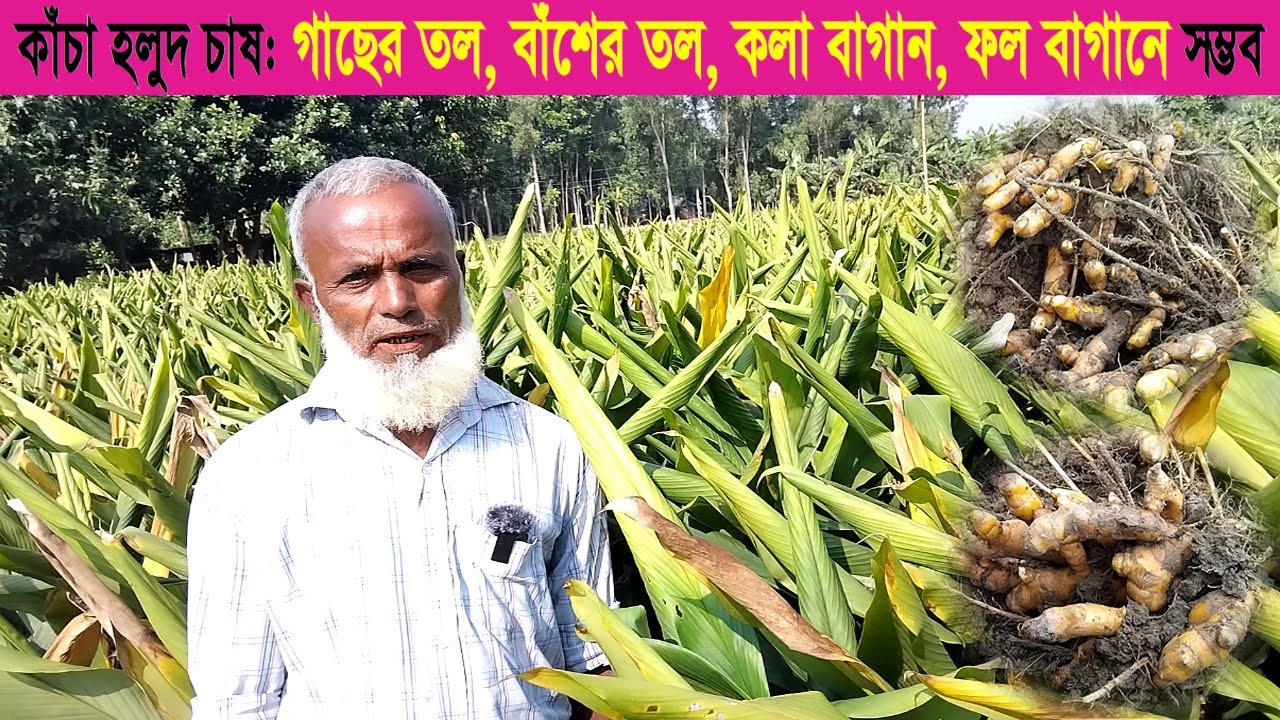 কাঁচা হলুদ চাষ গাছের তল বাঁশের তল কলা বাগান ফল বাগানে সম্ভব । বাস্তব কথা । Turmeric । Swadesh BD