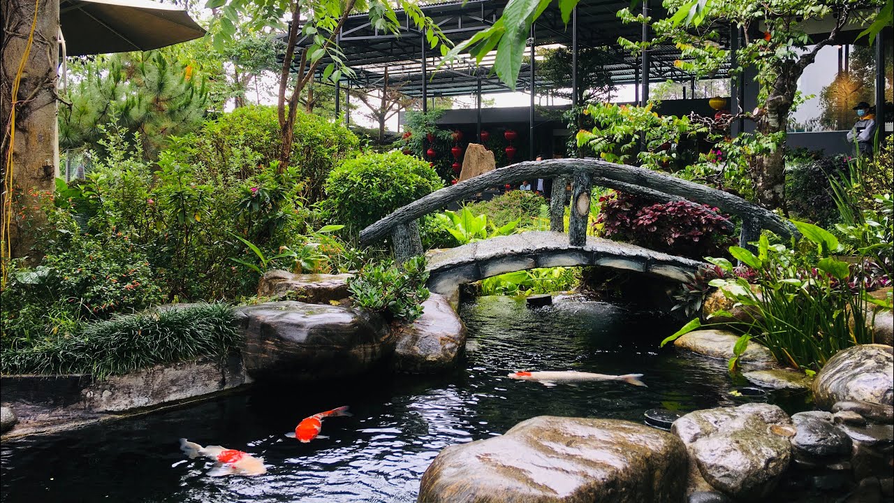 Ghé cà phê ngắm cá Koi tại Đà Lạt thành phố ngàn hoa buổi mưa chiều