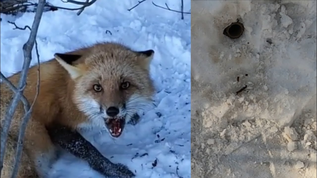 Dirt Hole In The Snow , How To #Trapping #Coyotebarking #SnowTrapping #RedFox #DukeTraps #Coyotes 