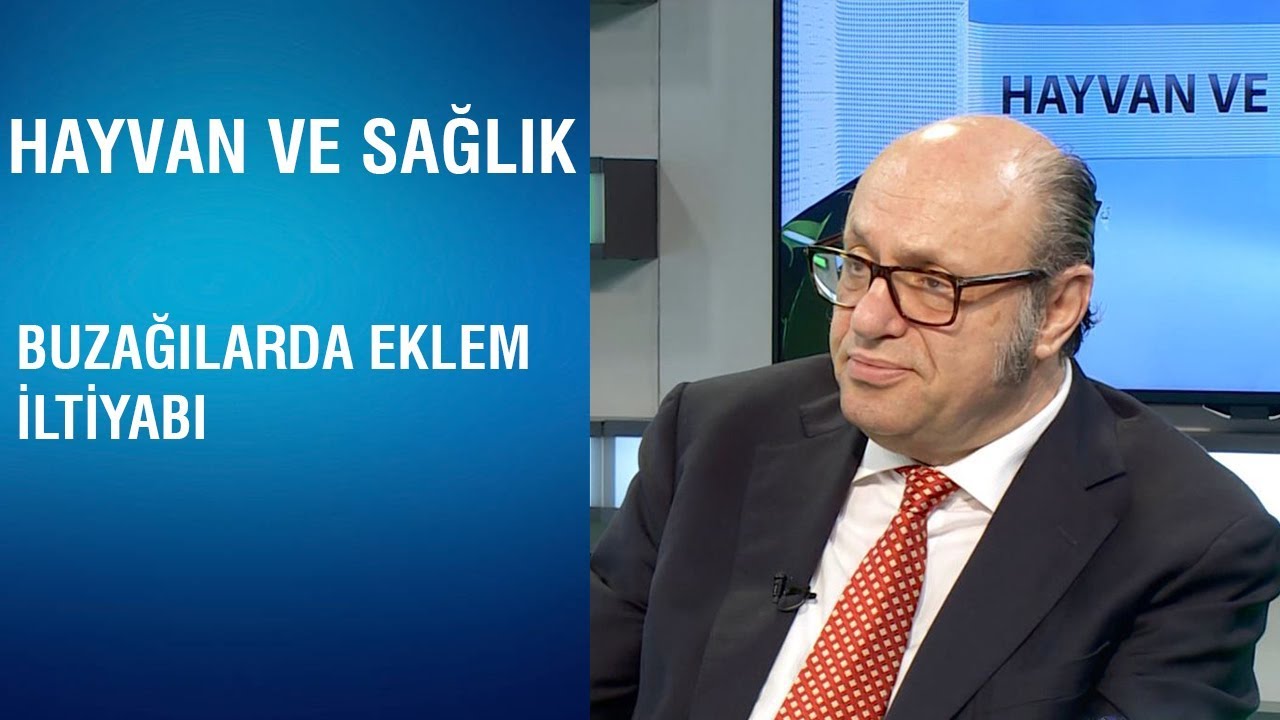 Hayvan ve Sağlık - Buzağılarda Eklem İltihabı