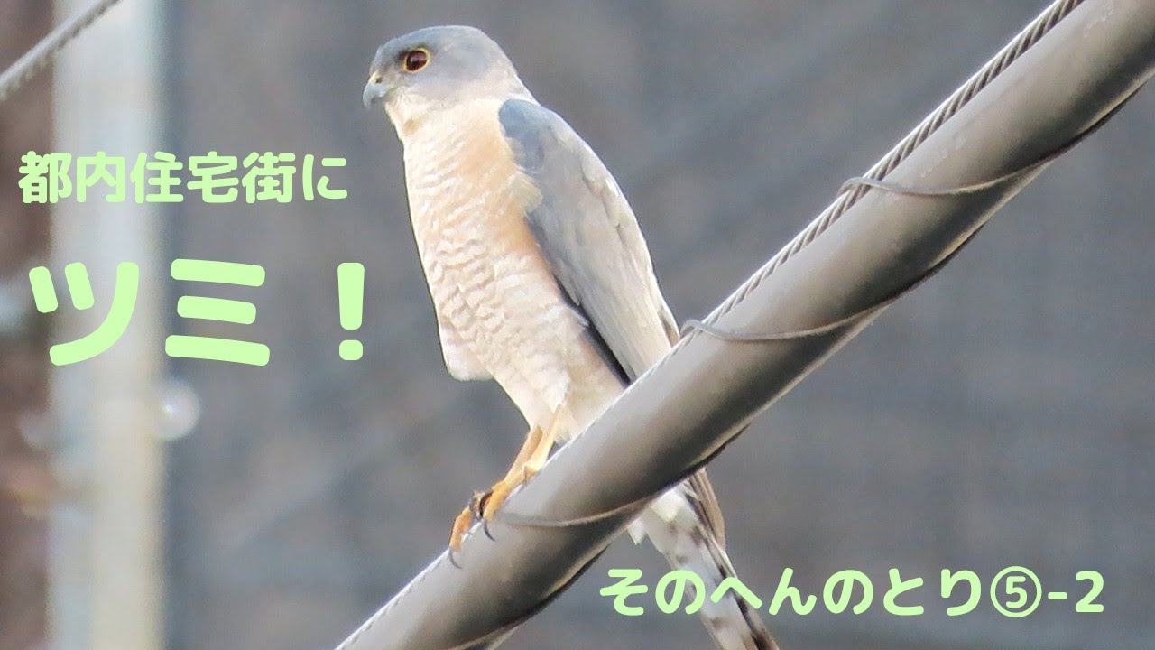 都内住宅街にツミ！　【そのへんのとり】⑤-2　2023.3.14