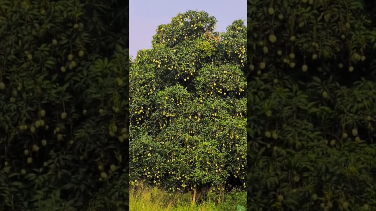 Himsagar Mango #agro #farming #mango