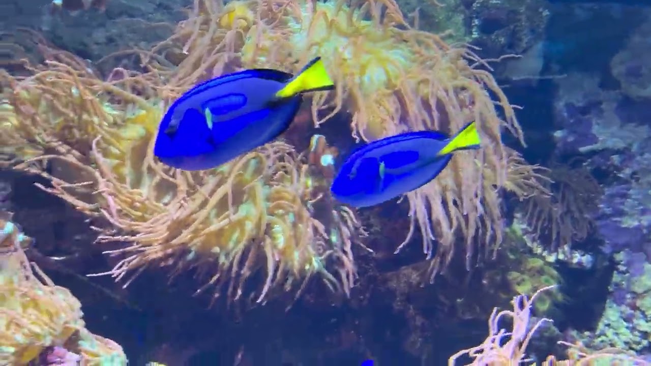 Explore Vancouver Aquarium : spend the day with us.