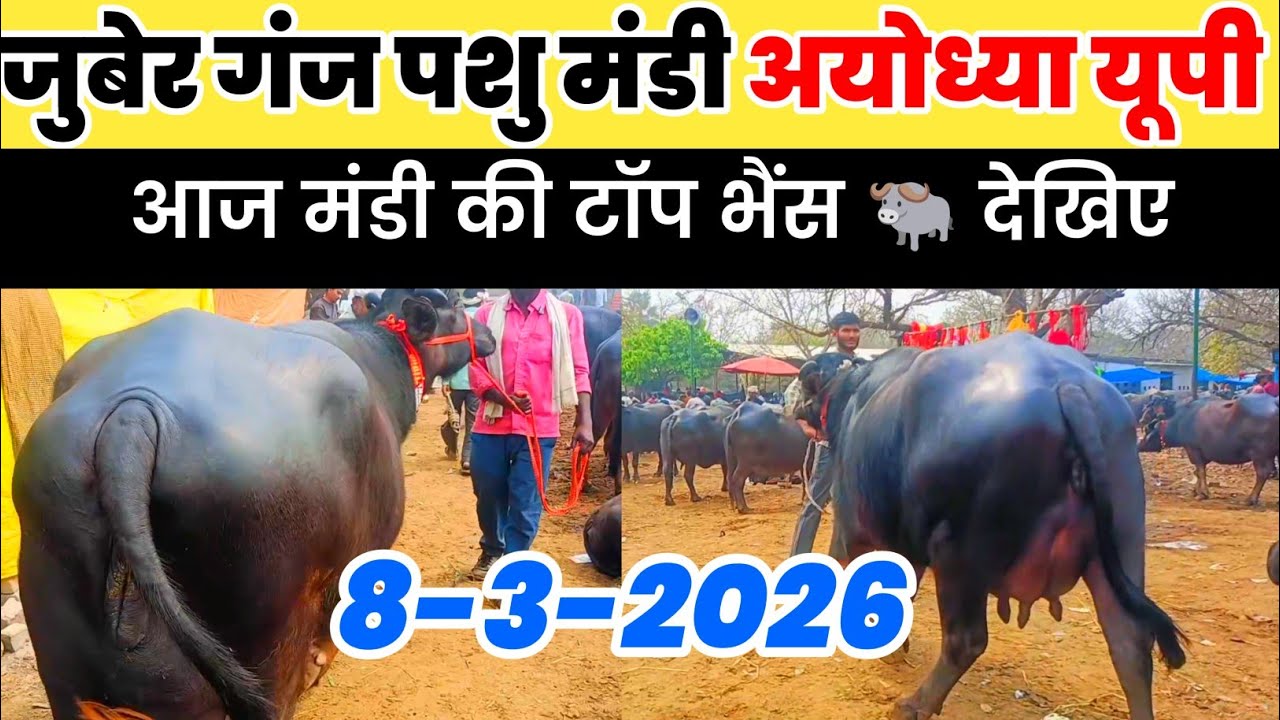 जुबेर गंज पशु मंडी अयोध्या उत्तर प्रदेश। आज भैंस 🐃 मंडी की टॉप भैंस देखें दिनांक 8-3-2026!#buffalo 