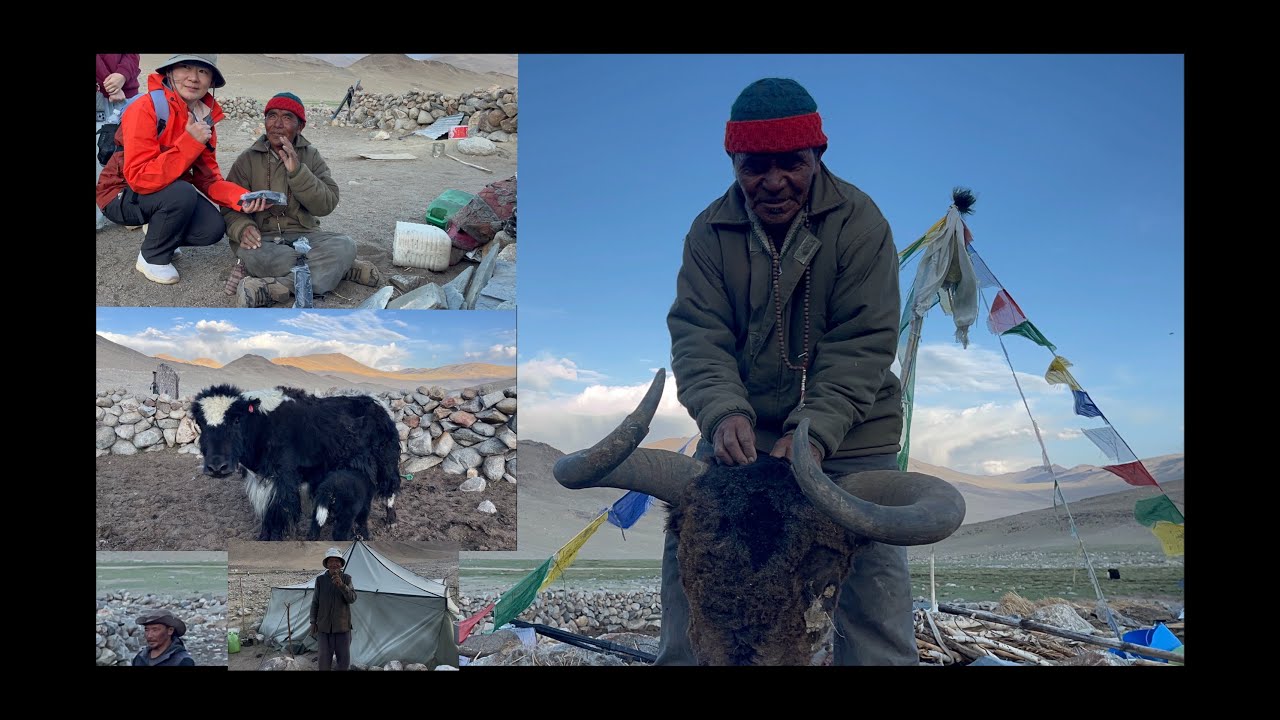 “Nomads +livestock= life in changthang” pahado ki zindagi 🏔️🐂#ladakh