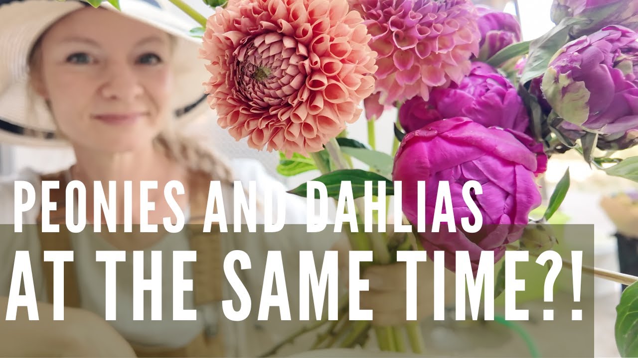 Making market bouquets (how do we have peonies AND dahlias at the same time?!)