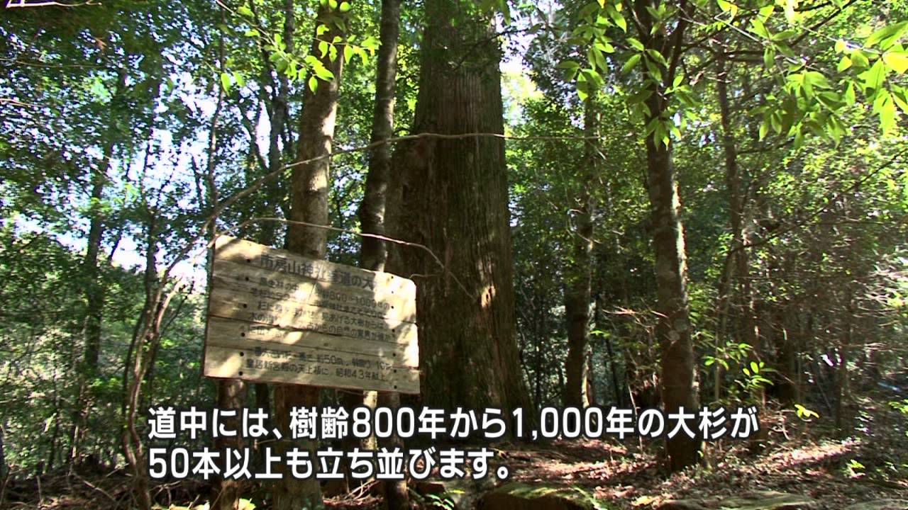 千年の大杉と神秘の世界 ～水上村の森林セラピーツアー～  1000-Year-Old Giant Cedar Trees in the Mysterious World.