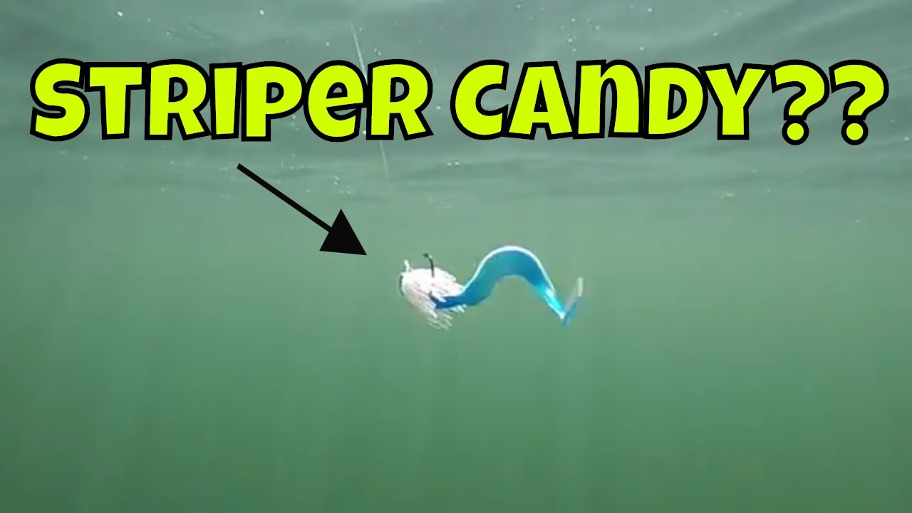 Striped Bass (Trolling Chesapeake Bay)