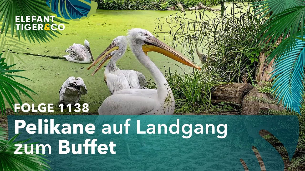 Ein Blick über den Beckenrand (Folge 1138) | Elefant, Tiger & Co. | MDR