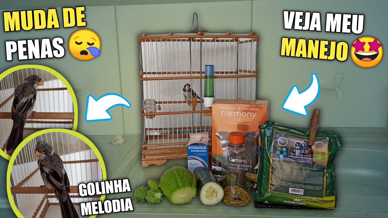 😨 CUIDANDO DE GOLINHA NA MUDA DE PENAS! (Passo a Passo)