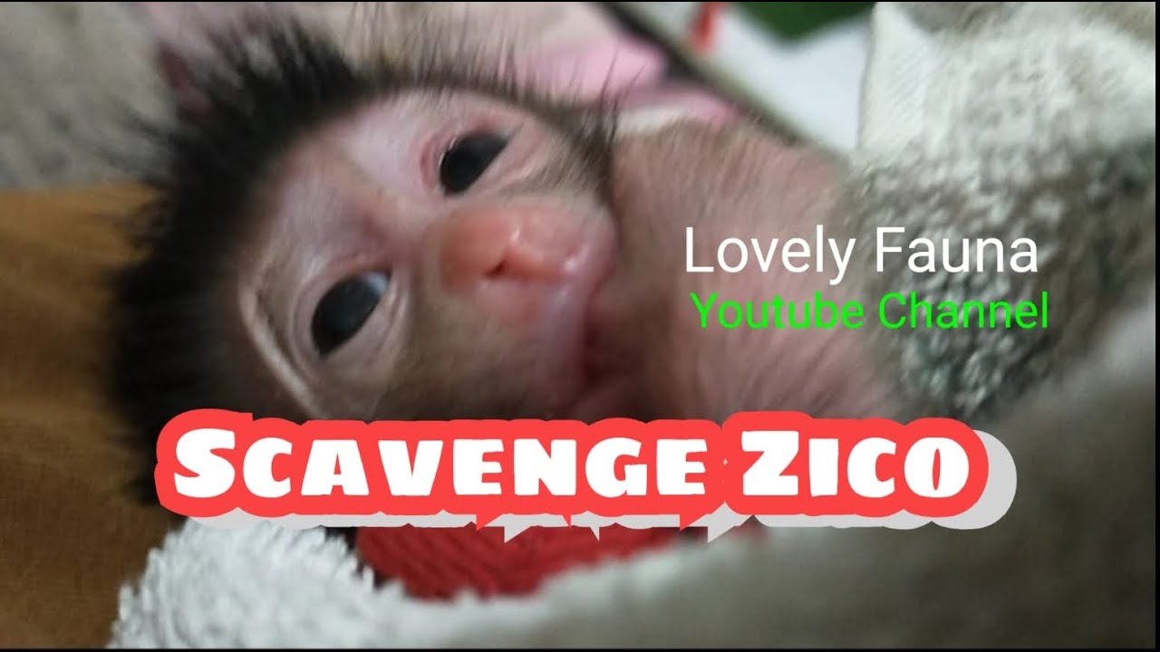 scavenge zico , Lovely Fauna Youtube Channel