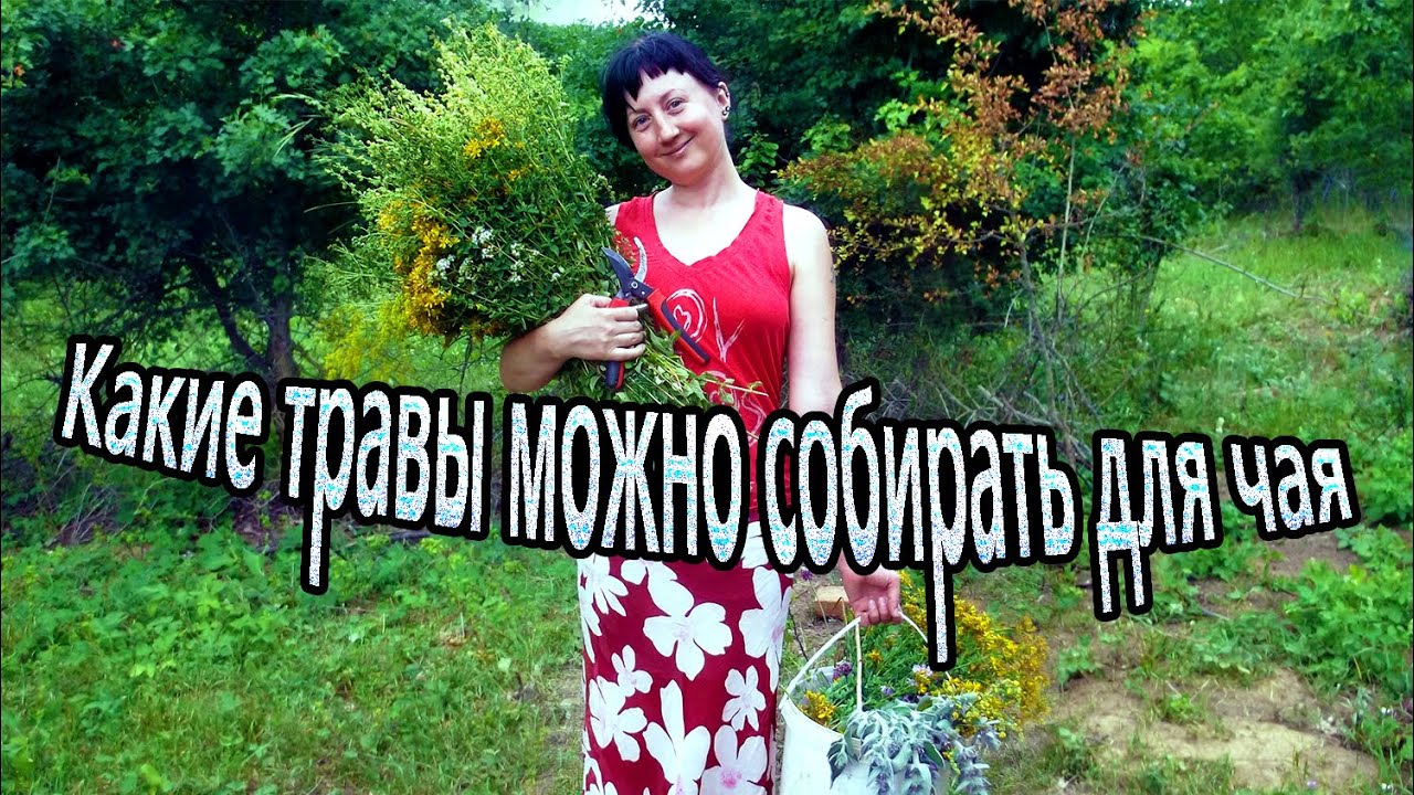Какие травы можно собирать для чая