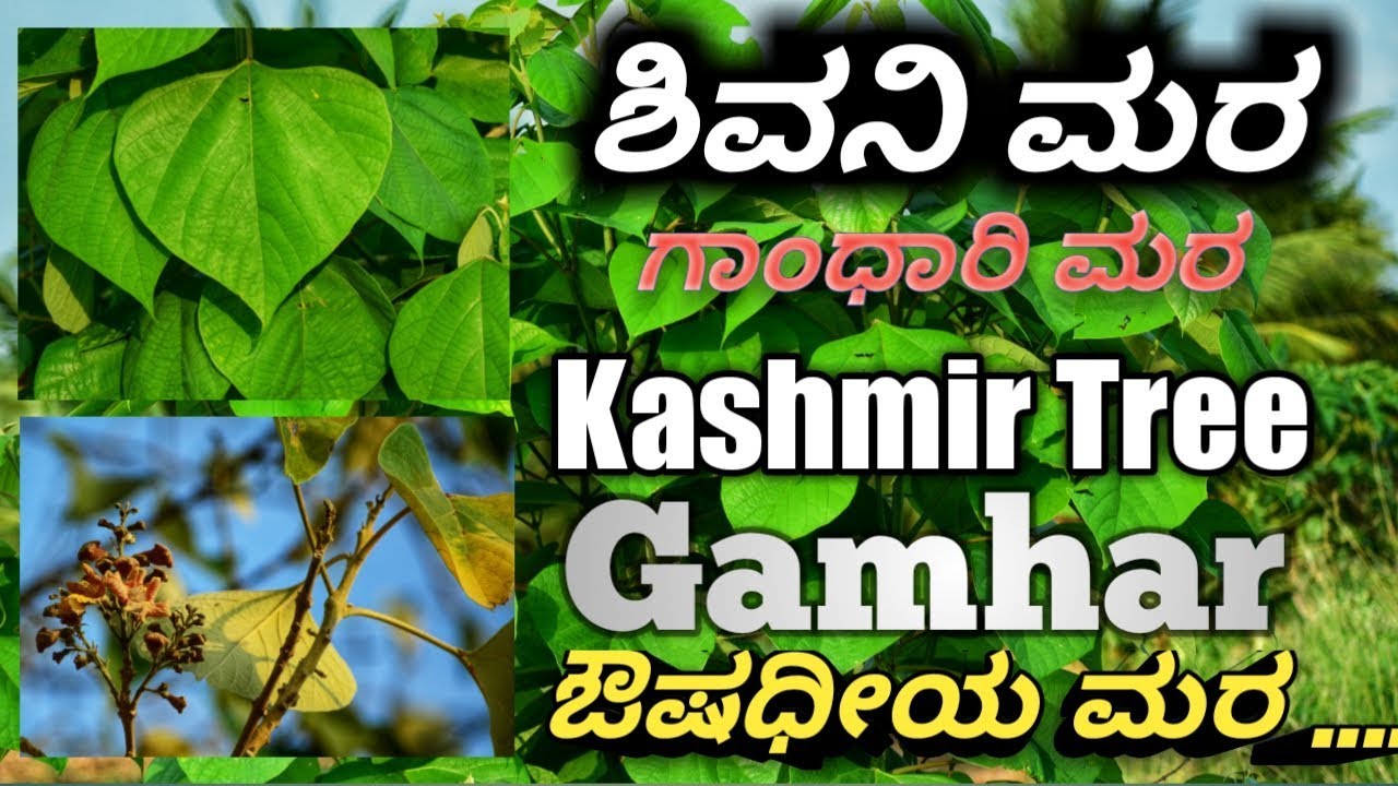 ಶಿವನಿ, Kashmir Tree, Gamhar Beechwood