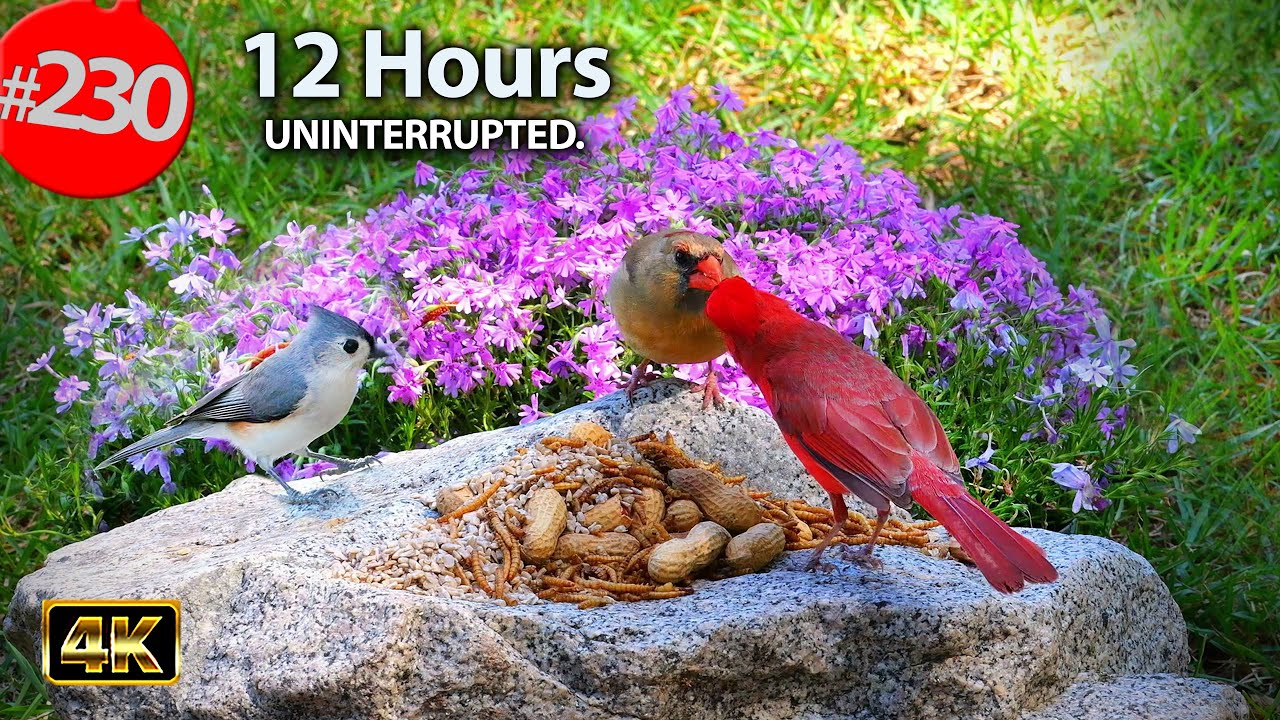 Best of Relaxing TV for Cats 😻12 Hours of Uninterrupted Birds 🐦 Cat TV