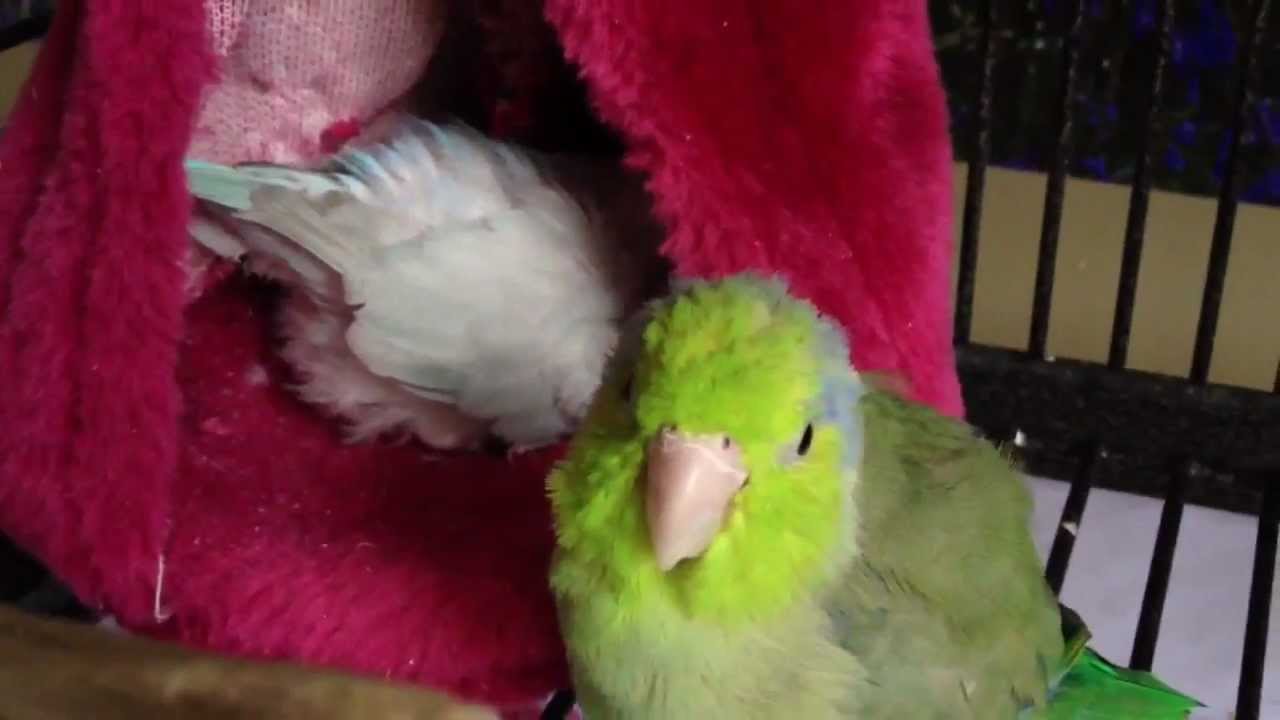 Koolaid talking & Smokey spazzes