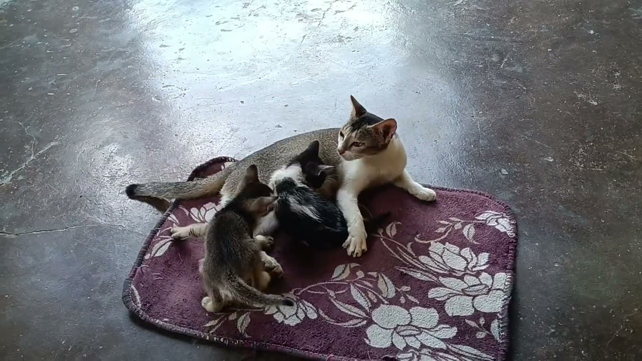 Mother cat's  love for her kittens. Cute kitten antics happy moments with mother