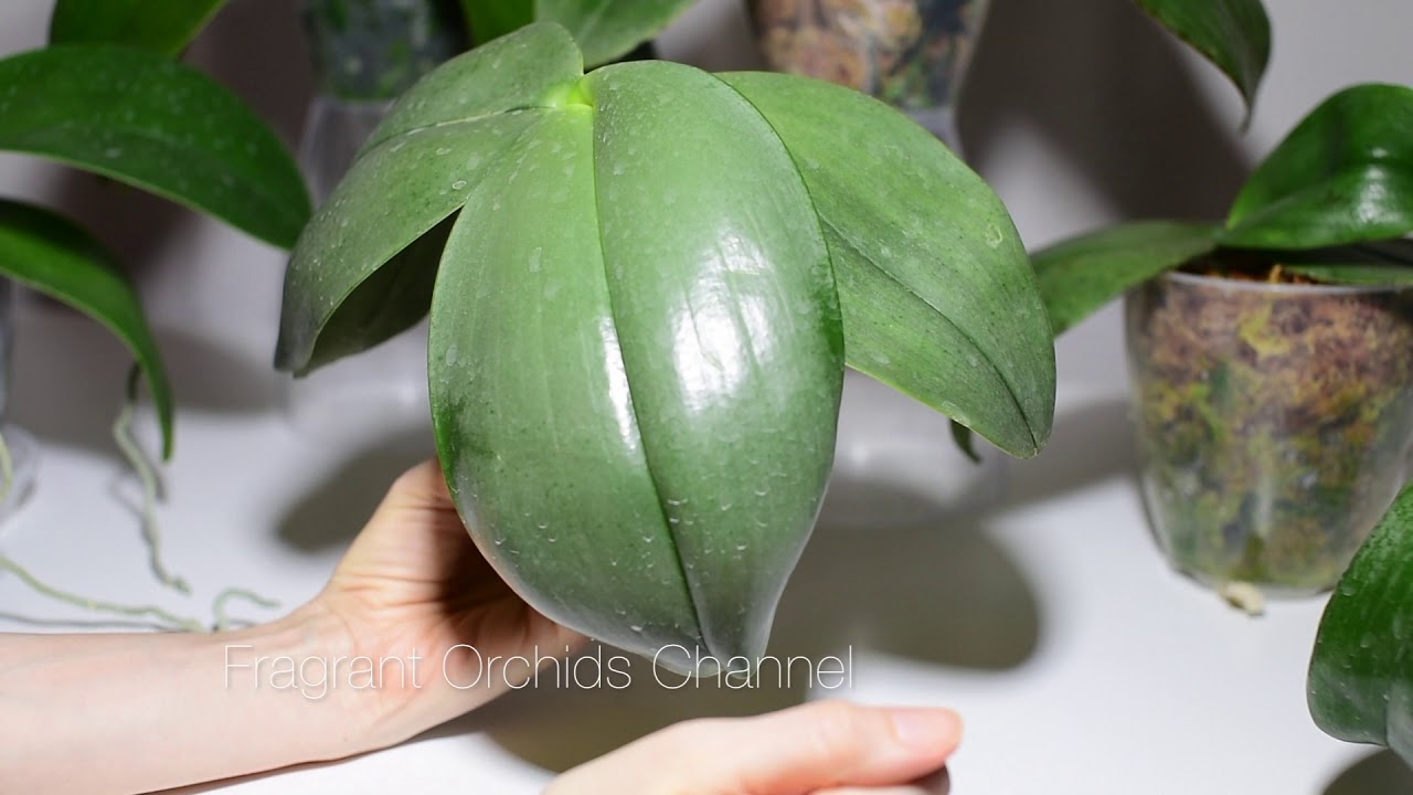 Phal. Gigantea, Ld's Bear King& Gigantea, Ohl Flame, Sogo Spot.