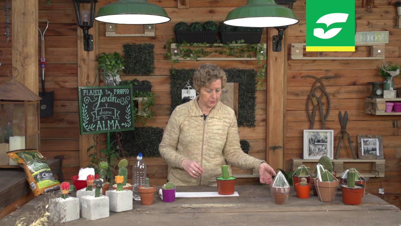 Aprendé a Injertar cactus