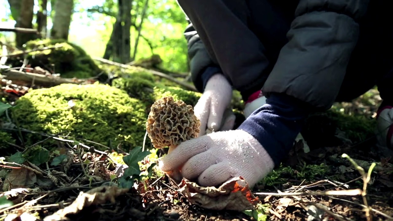 A fond sur le champignon