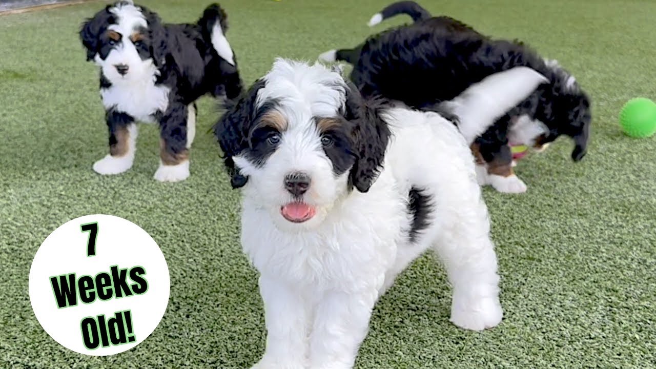 BERNEDOODLE LITTER UPDATE: Their Living Area | 1st Vaccines | Outside Playtime